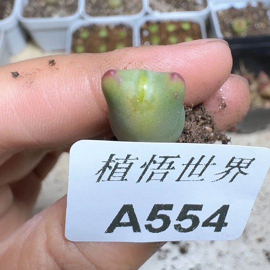 554号的植物哇df vv b