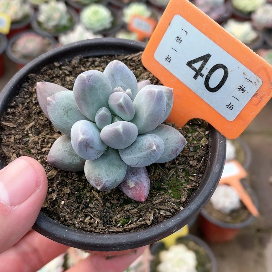 【闪购商品】40号的