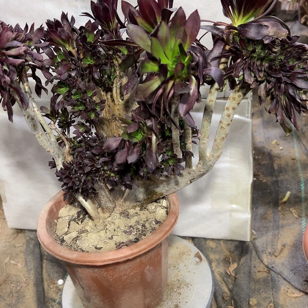 多肉植物黑法师缀花325