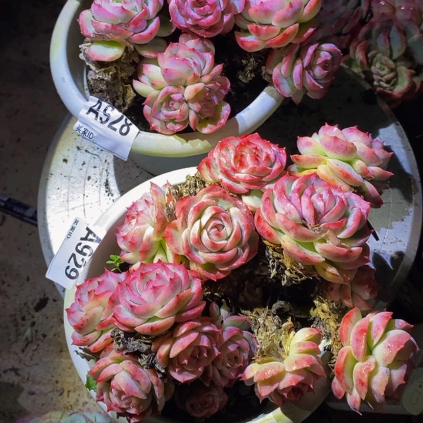 【闪购商品】?***葱多肉植物两