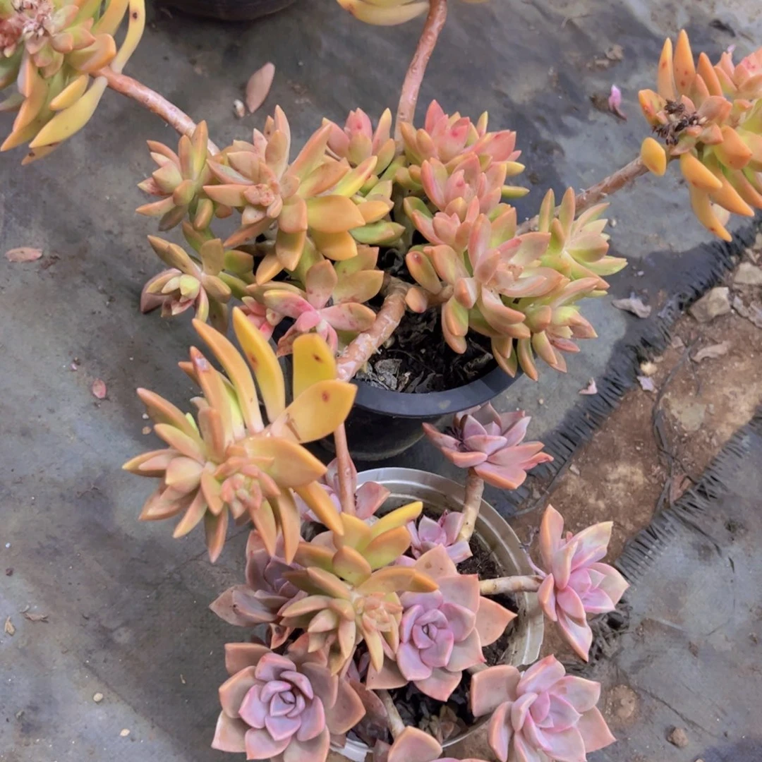 一盆布丁，一盆中国初恋