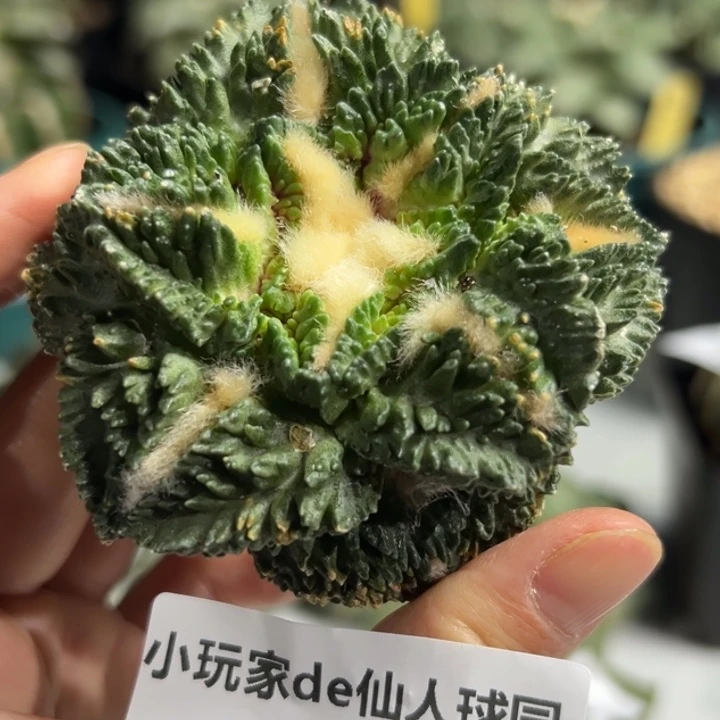 52 无根 仙人球的故事是