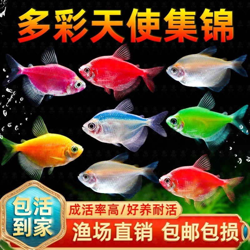 10天使鱼观赏鱼纯天然鱼群小型鱼淡水鱼好养耐活喂食学生宝妈