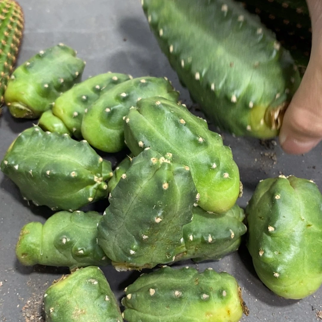 新品橙花桃太郎侧芽一个