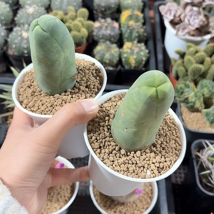 要****狼程程柱两颗仙人球12