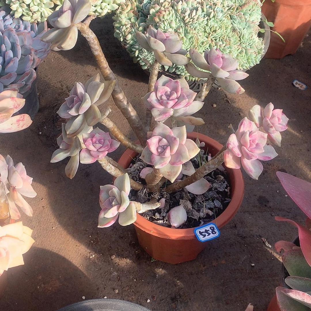 558 一物一拍多肉