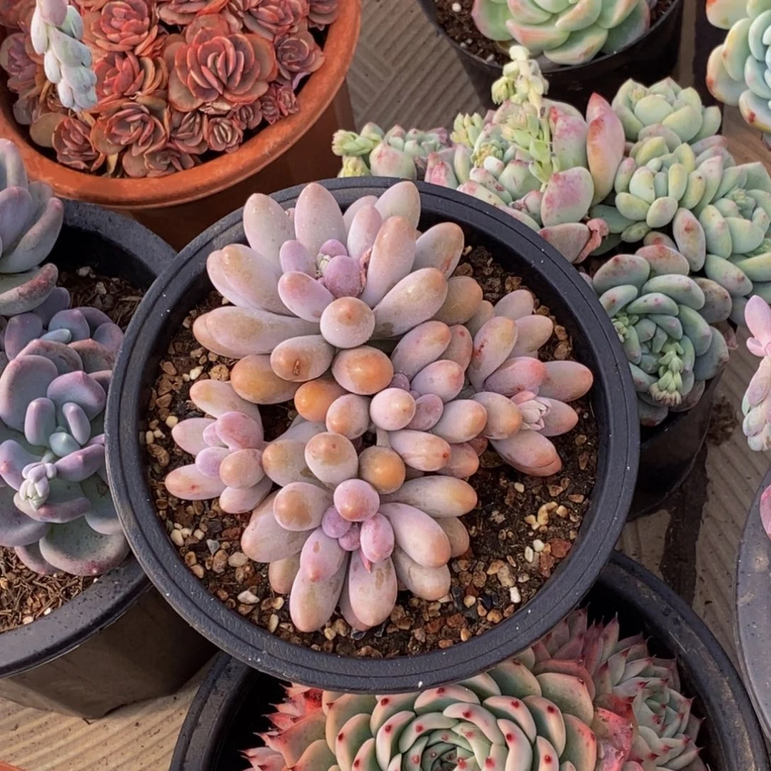 不****?48包邮一物一拍多肉植物