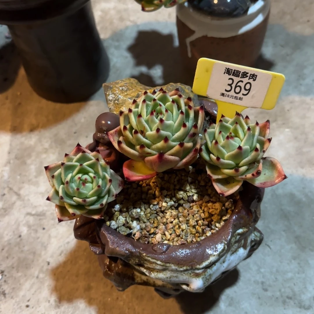 魚多肉植物888888888