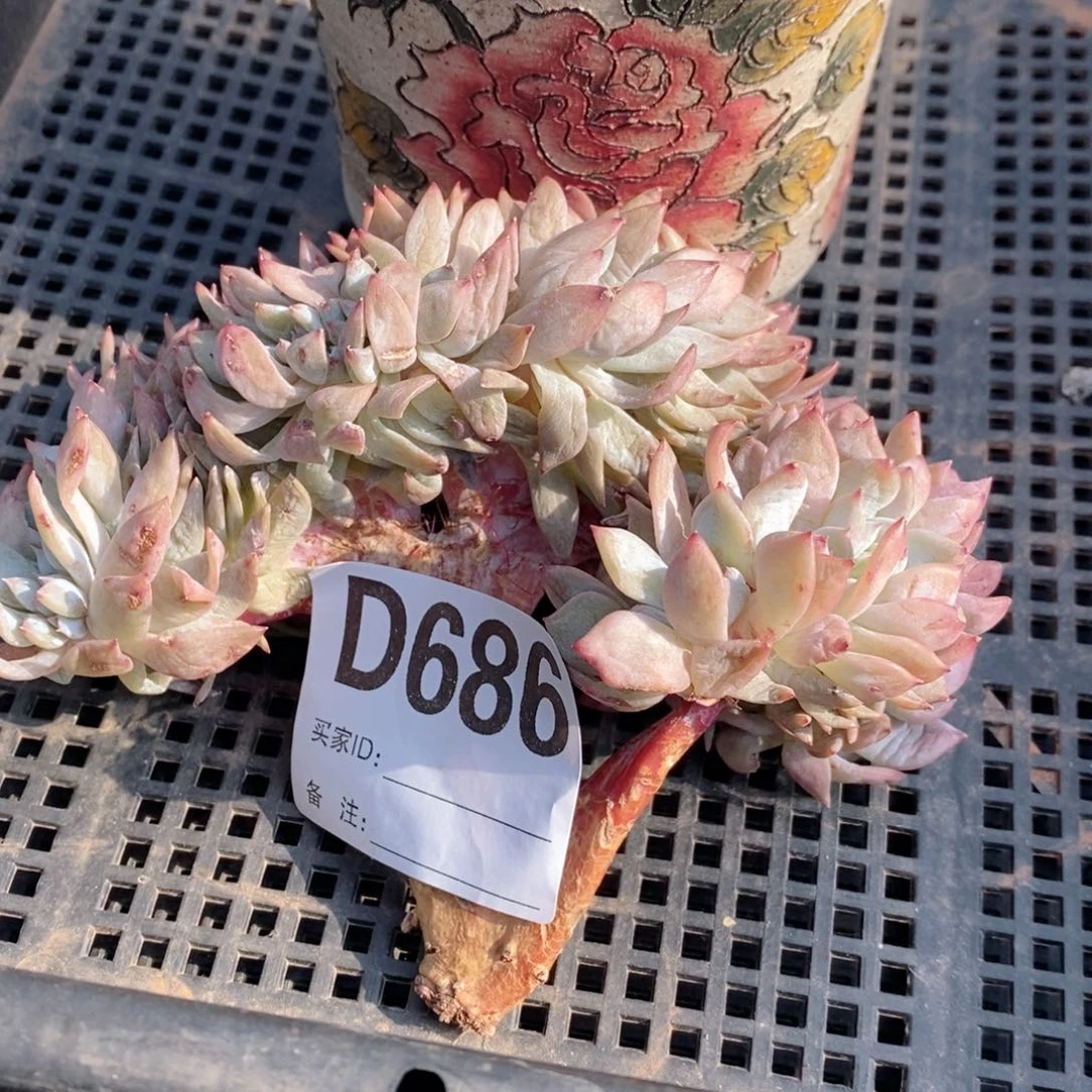孔***金石榴籽缀有瑕疵686