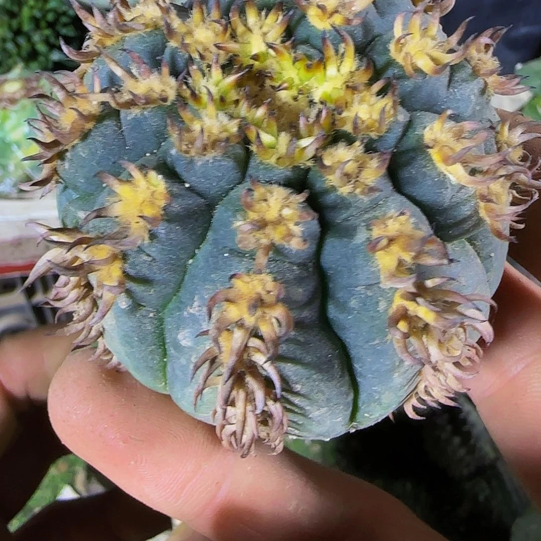 猫爪群148仙人球开花