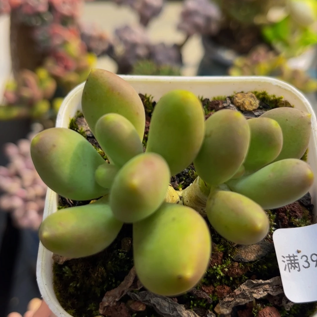 223/6cm芒果奶多肉