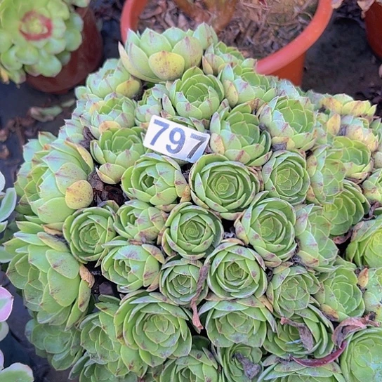 熊***姐多肉植物一个万圣届