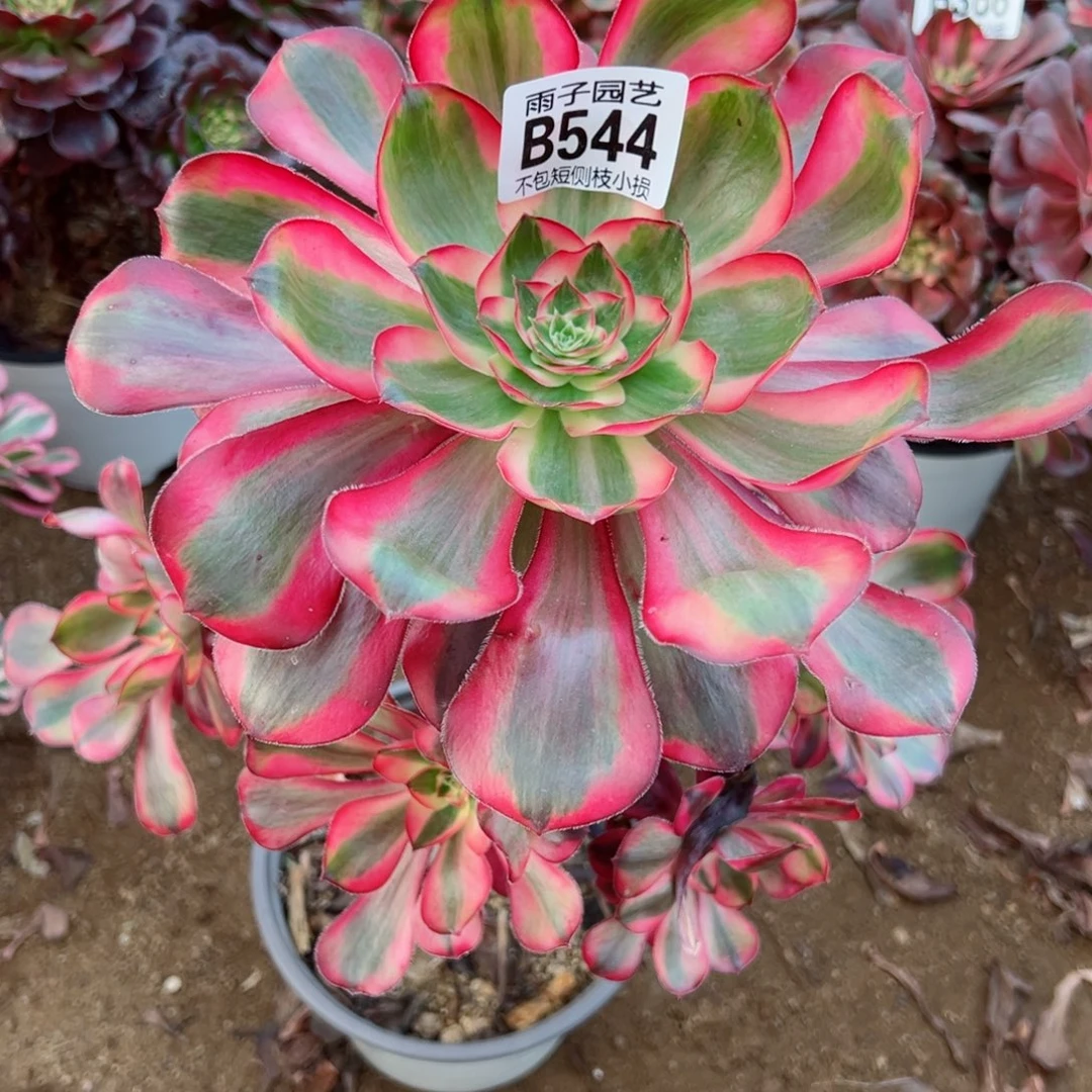 544乌毒景大单头雨子多肉