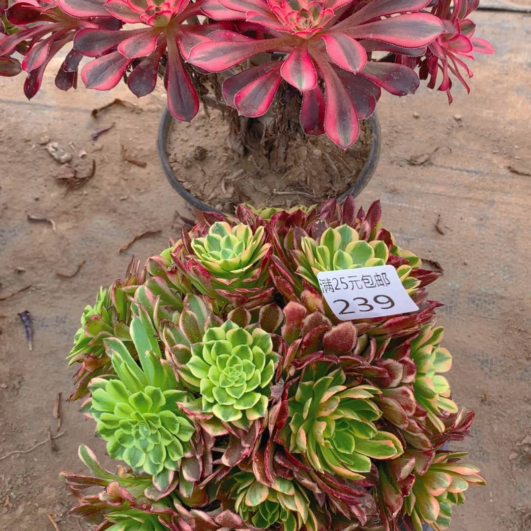 239朝霞绣球多肉植物的