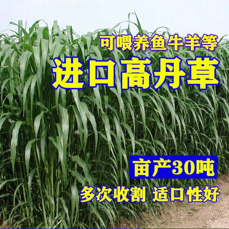 牛羊牧草种籽养殖四季多年生再生畜牧高丹草种草高丹王牧草种子