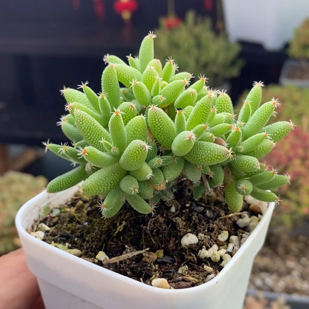 922号实生玉米枝干多肉