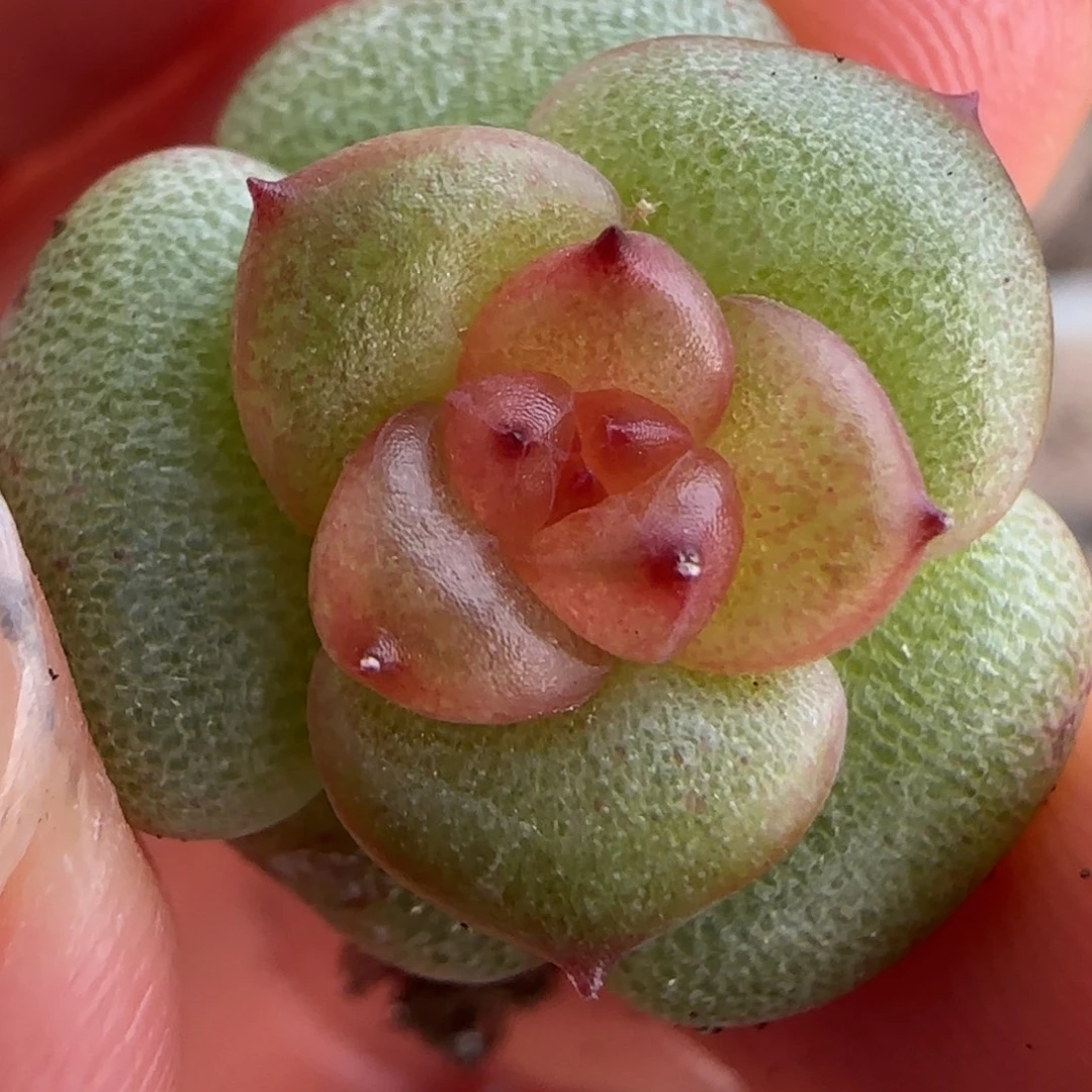 绝绝子多肉植物一颗