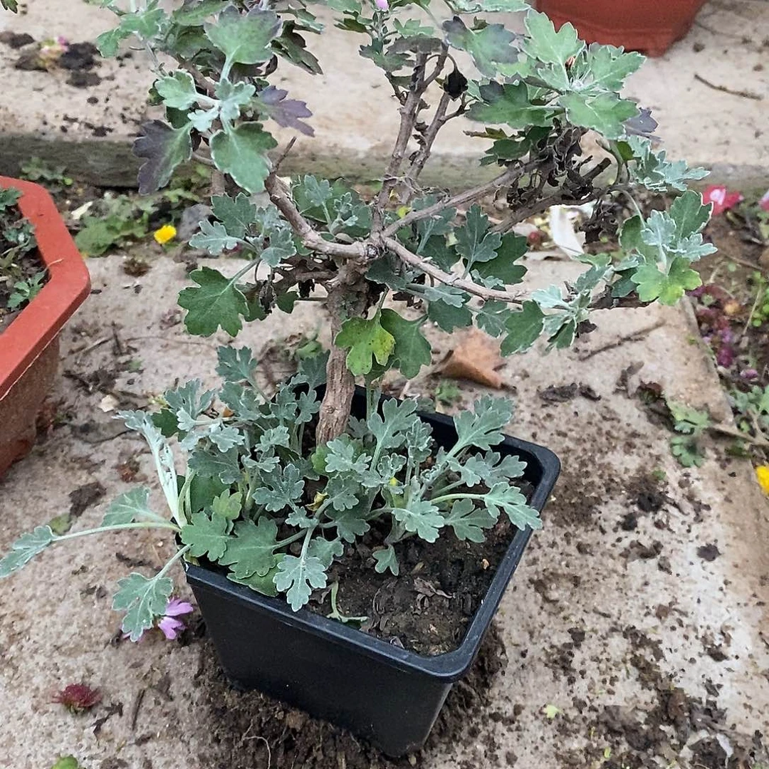 半***欢完全开放盆景菊花