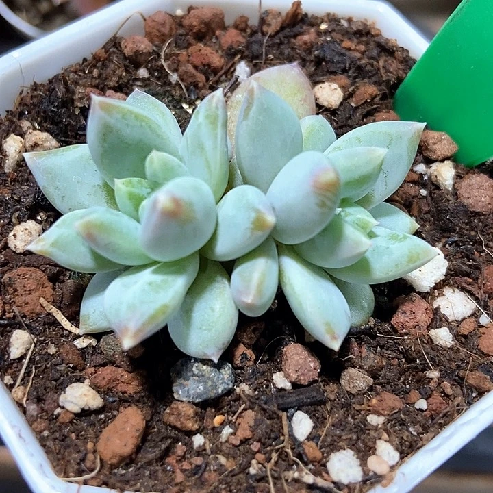 多肉植物665多肉