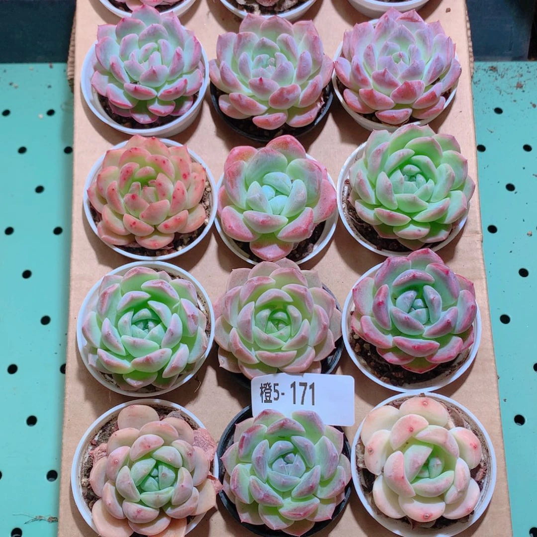 5-171一物一拍带盆18颗