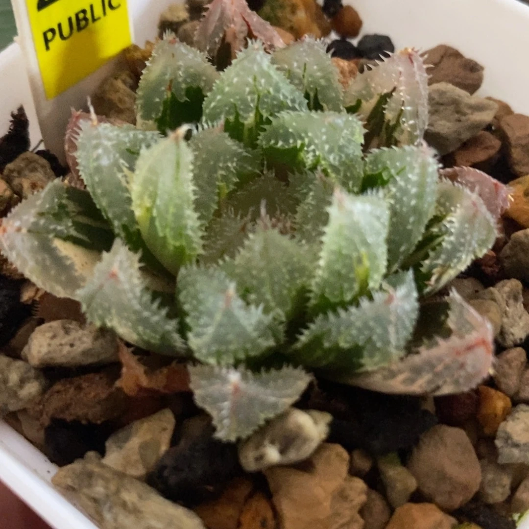 2 96玄冰玉露锦一物一拍