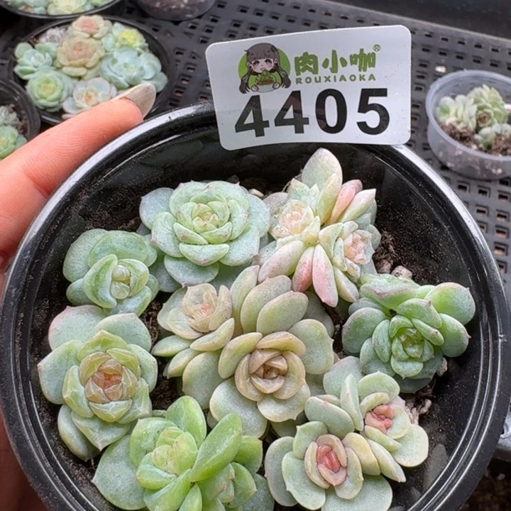 多肉植物多肉植物