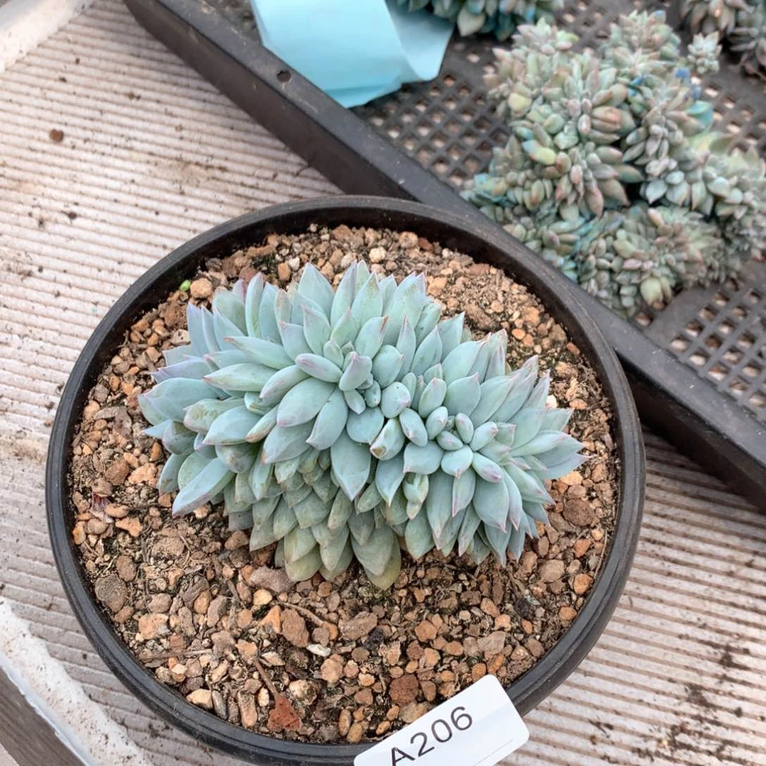 周***菜A206售后时间7天内，不拍冷链不售后。