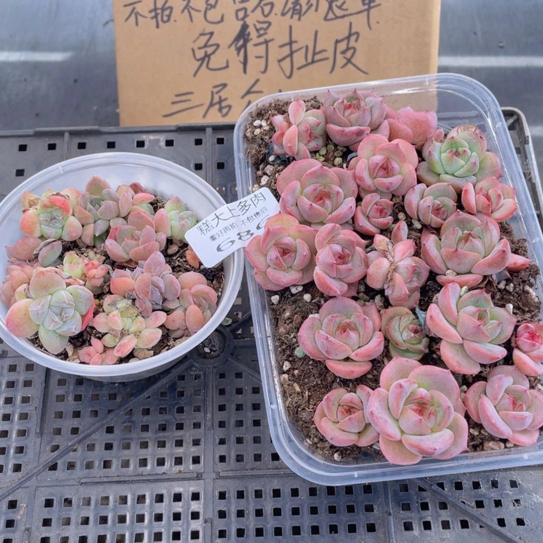 糕大上多肉植物686