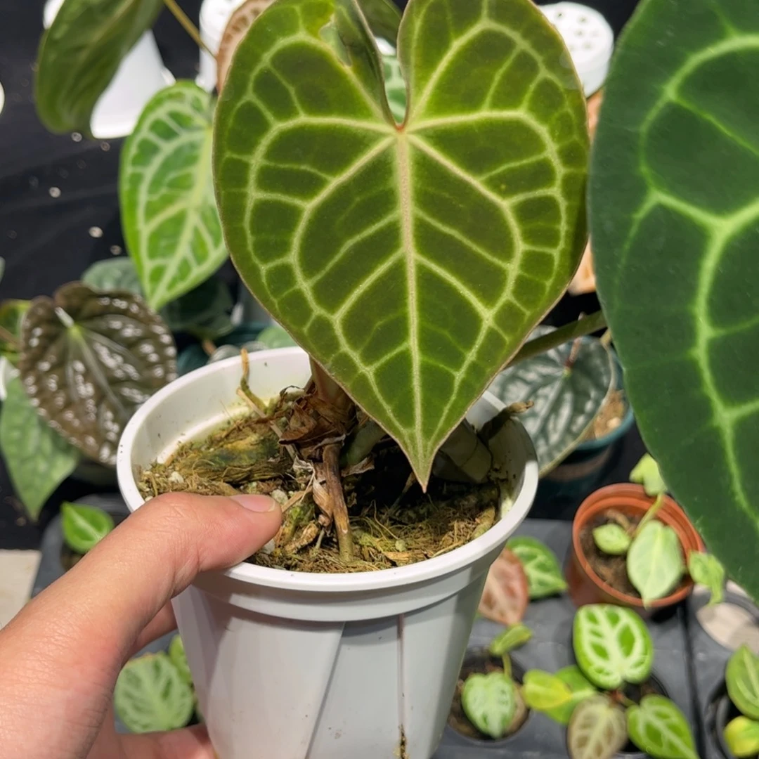 不开花植物印尼克莱恩