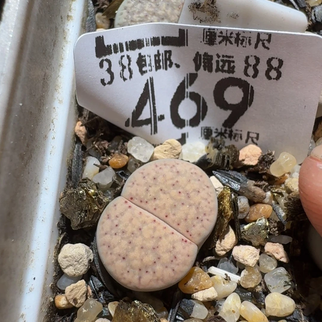 zzzzz生石花肉锥469