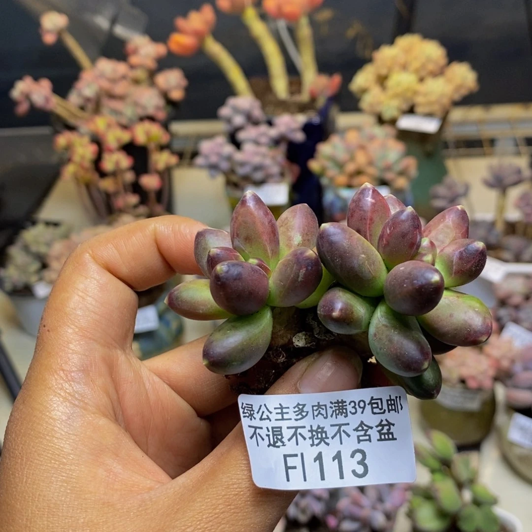 113香蕉树多肉轻微掉叶