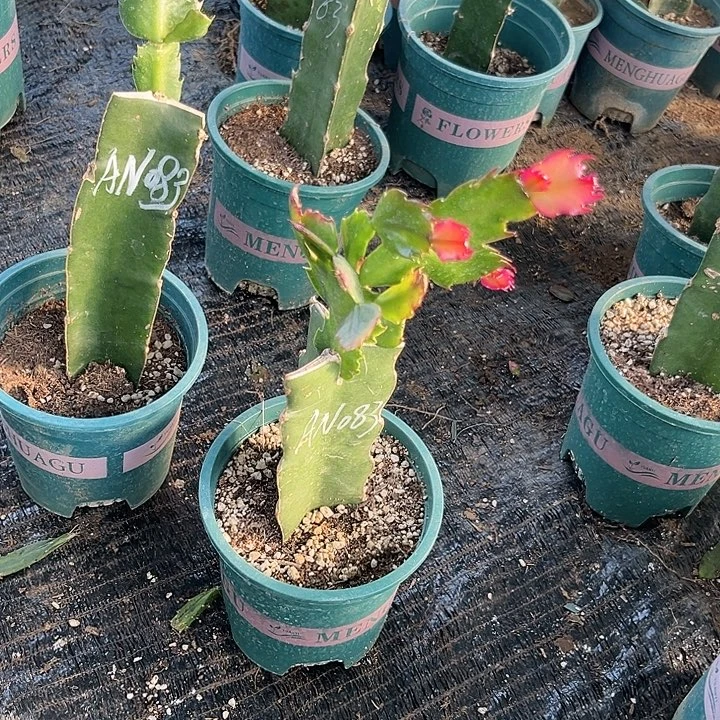 阿***芳60号083，000000000000000000