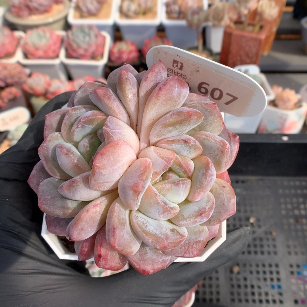 607 双心巧克力色冰魄