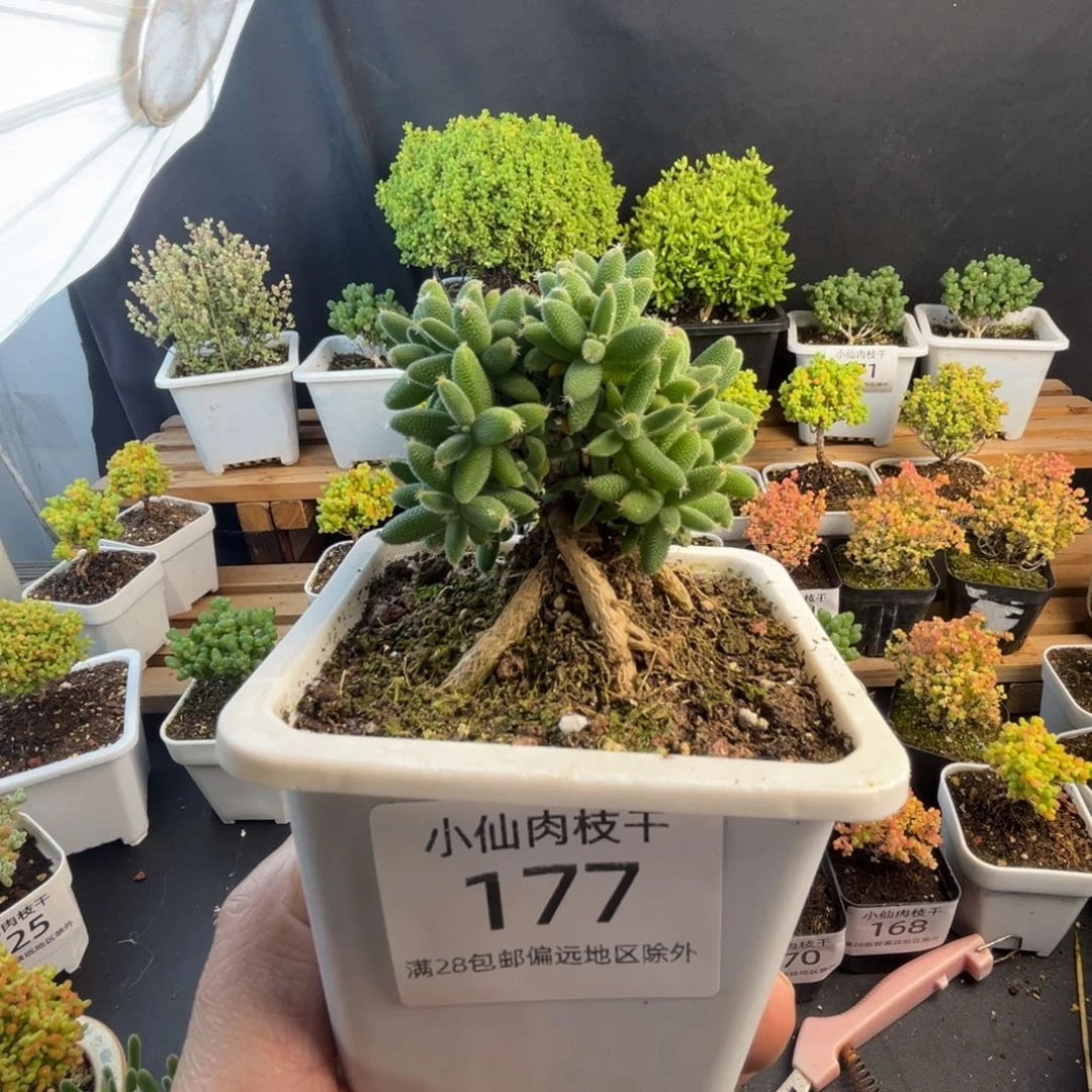 177枝干番杏提根玉米