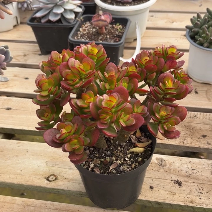 季红花月多肉植物9 3 4