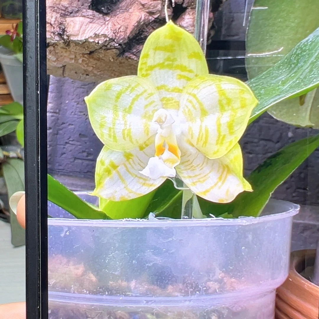 当前无花栽培后可以开花弥陀白虎