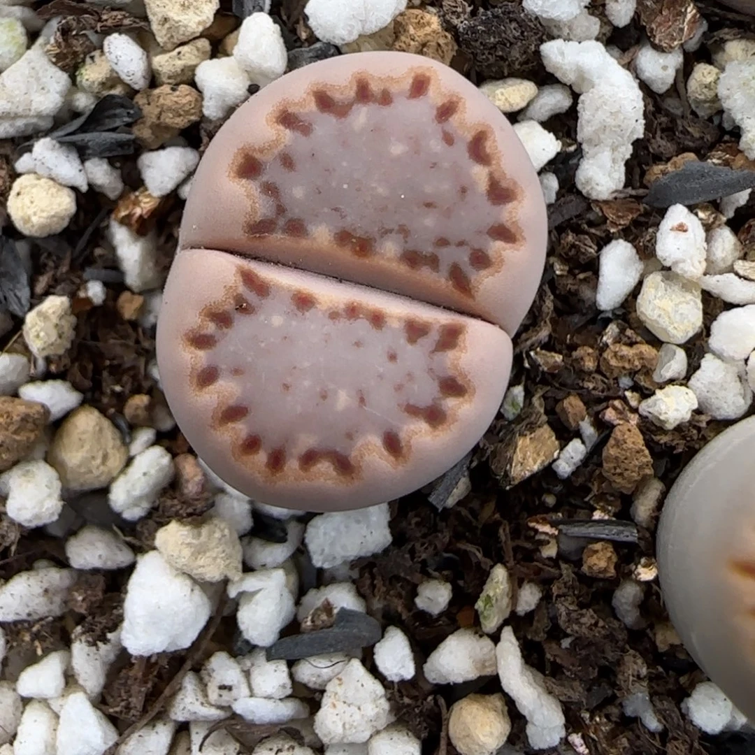 1.3.c24饼干.9040福利