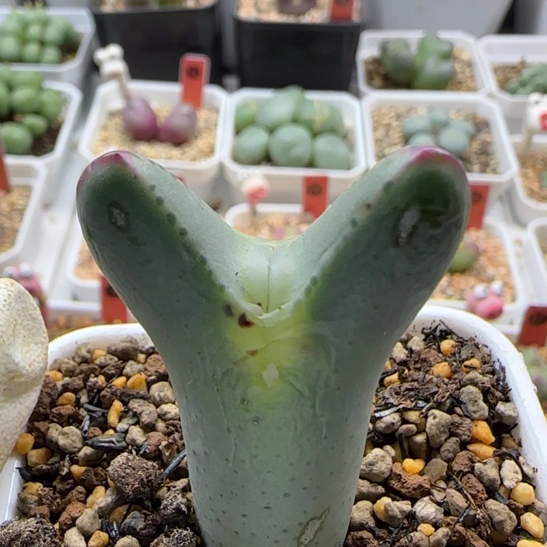 018当天满38包邮清货白皮嘟嘟嘴皮卡丘有放置斑脱土