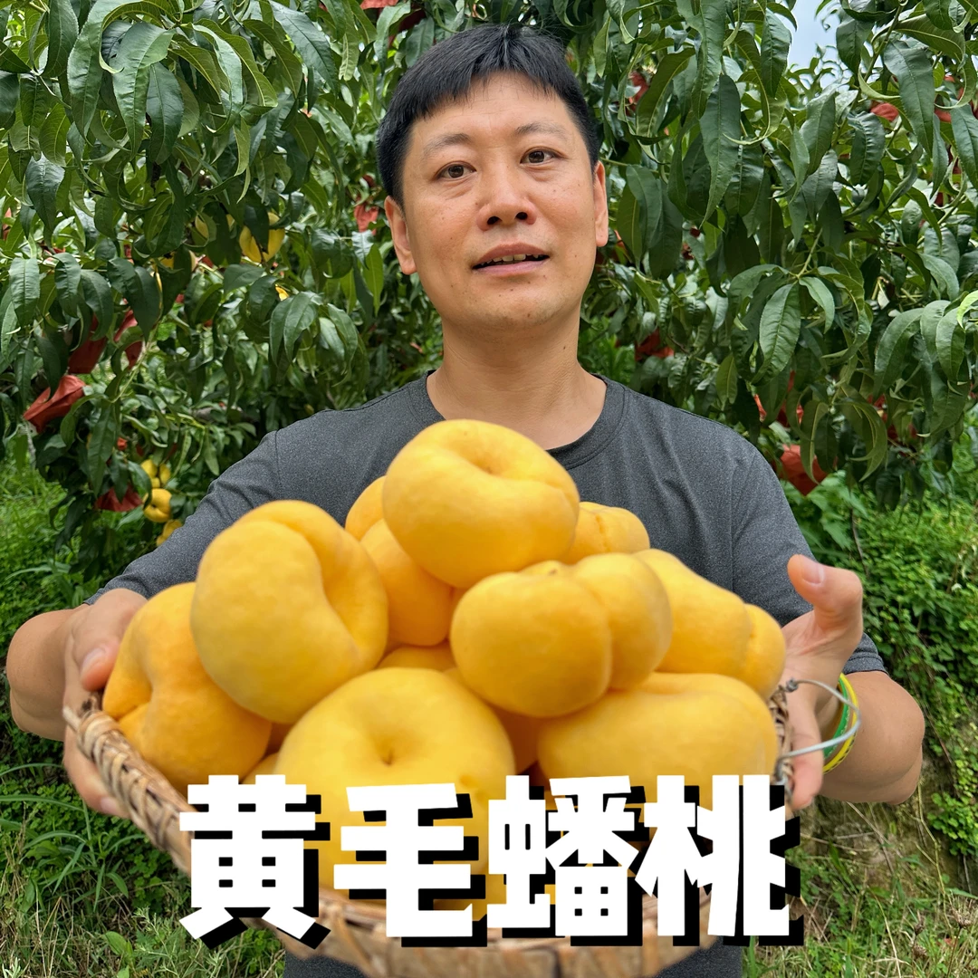 【东北家兴】四川仪陇新鲜应季黄毛蟠桃香甜多汁现摘现发（顺丰包邮）