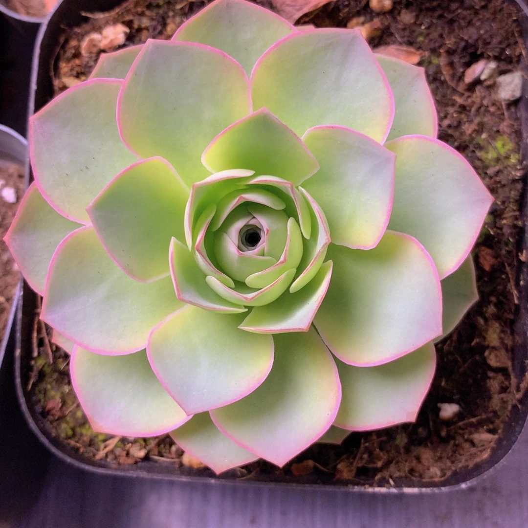 一物一拍追光者083