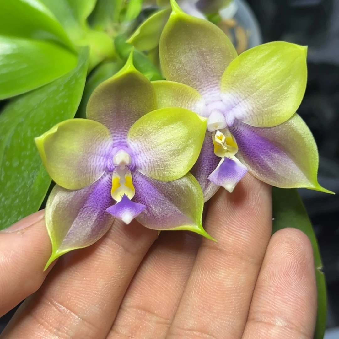 完全开放l302三寸ys1166