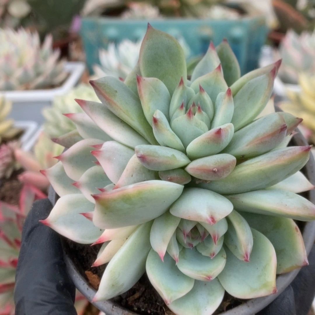 292锦锦锦锦锦锦锦锦