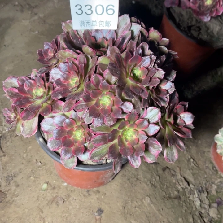 3306安娜的人多肉的