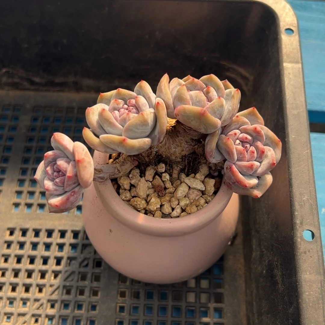 琳***琳精品多肉一物一拍