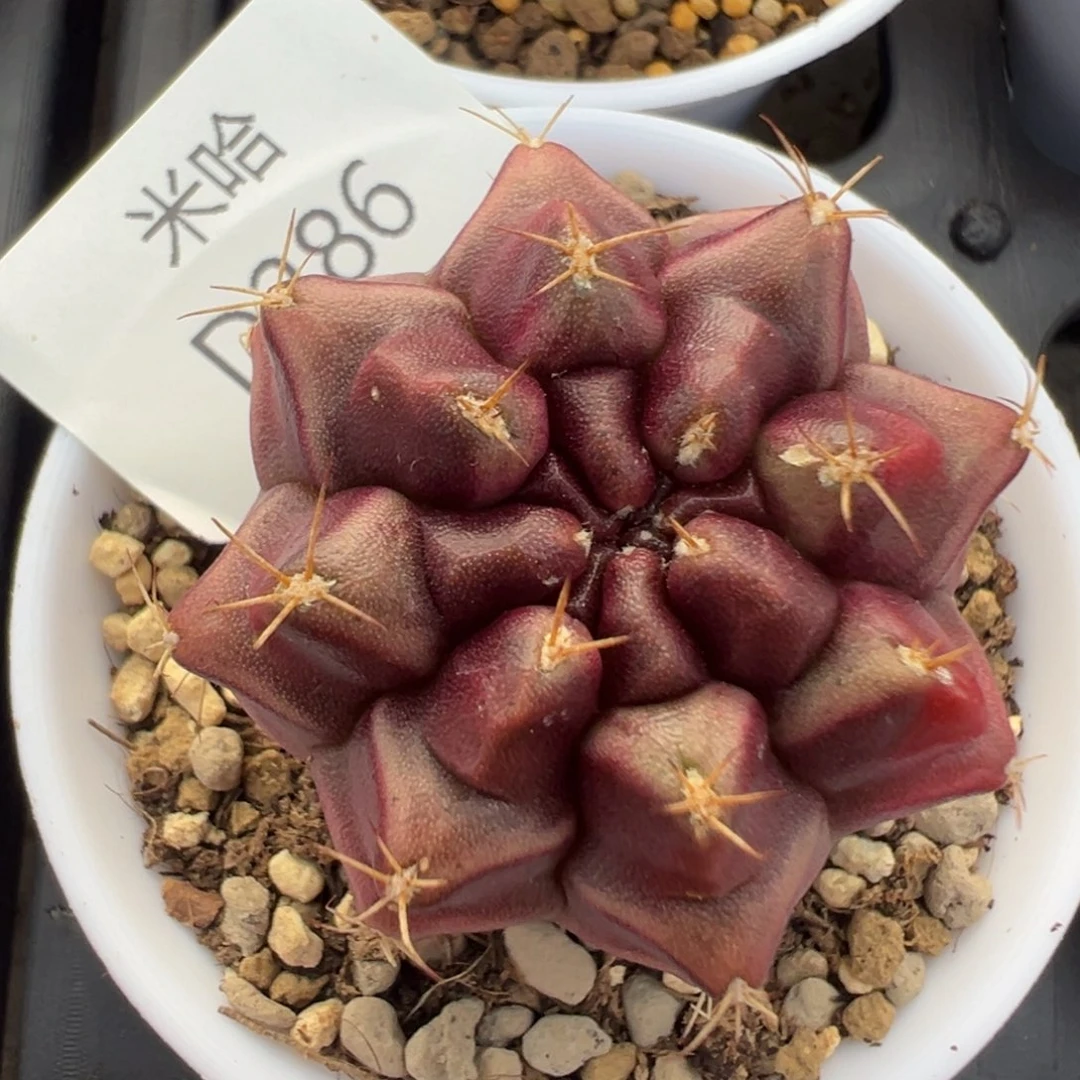 286 好看的米哈冲冲冲