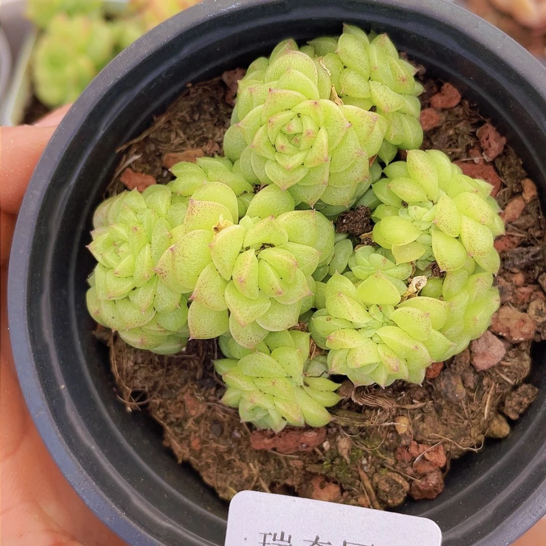 0000000000000008量拍