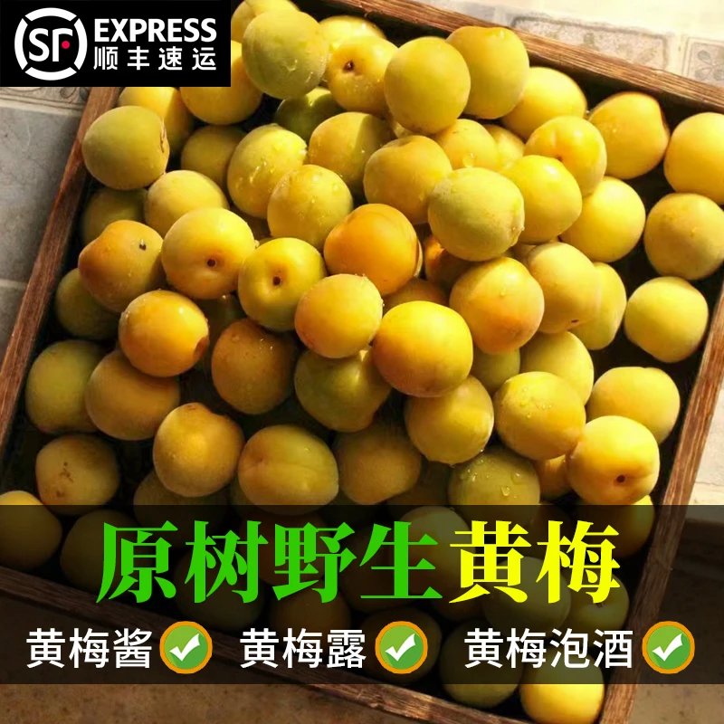 】顺丰上门【新鲜云南专用野生鲜果黄梅青梅露泡酒高山酵素酸梅子
