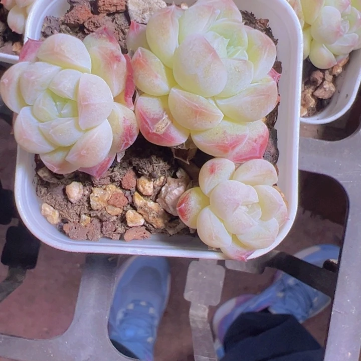 小**?蜡像精品多肉植物大战