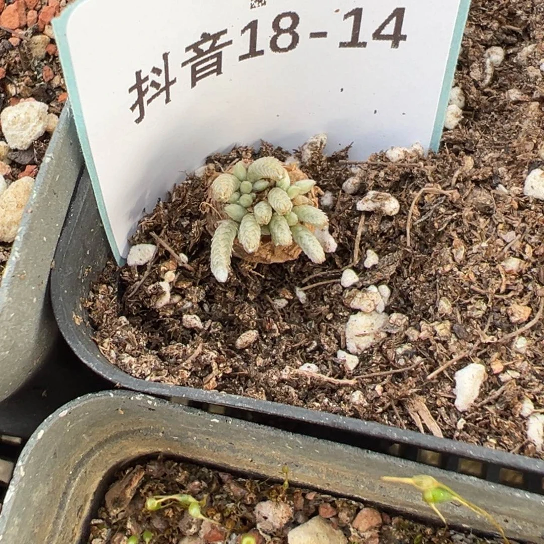 18-14量拍红花韧锦一颗