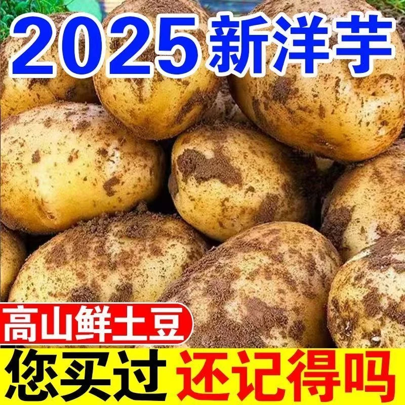 云南高山黄皮黄心土豆新鲜软糯现挖现发当季蔬菜
